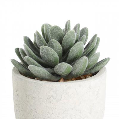 Plantas CHITOSE Plantas CHITOSE