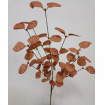Plantas TEPALING Plantas TEPALING