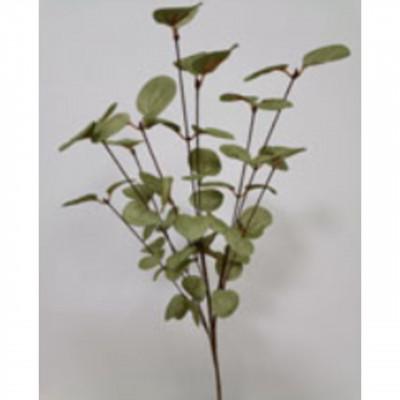 Plantas TEPALING Plantas TEPALING