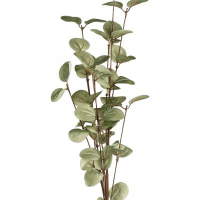 Plantas TEPALING Plantas TEPALING