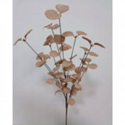 Plantas TEPALING Plantas TEPALING