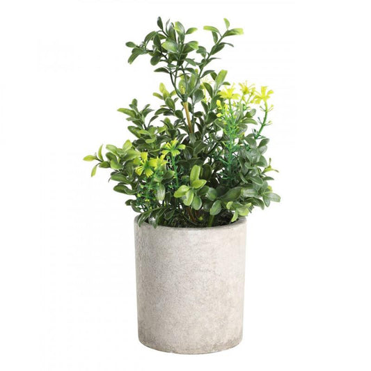 PLANTA POTTED GRASS MACETA CAFE H250 DM150
