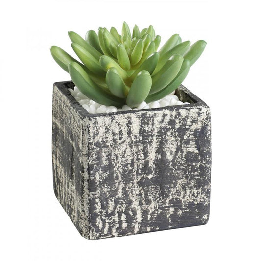PLANTA SUCULENTA MACETA GRIS H120