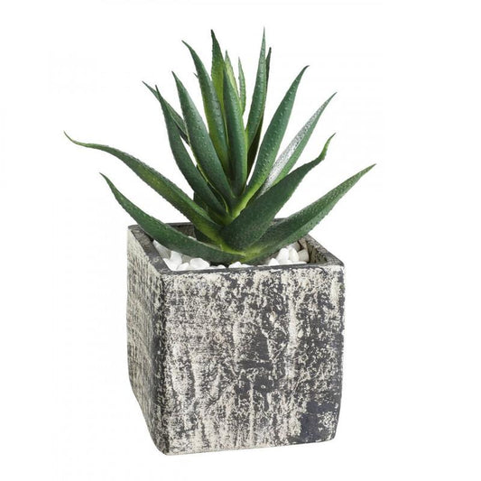PLANTA SUCULENTA MACETA GRIS H130
