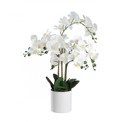 PLANTA ORQUIDEA MACETA BLANCA H650 DM500